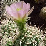 Echinocereus x roetteri ex rosei, Orogrande, NM, USA JLcoll.1257.jpg